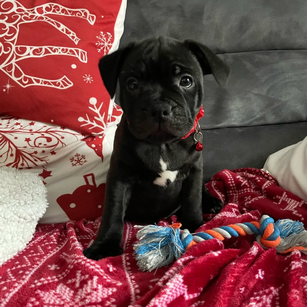 How We Found Luna: From Scrappy Puppy to Our Little&nbsp;Shadow